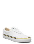 Logo Cotton Canvas Sneaker Low-top Sneakers White Polo Ralph Lauren